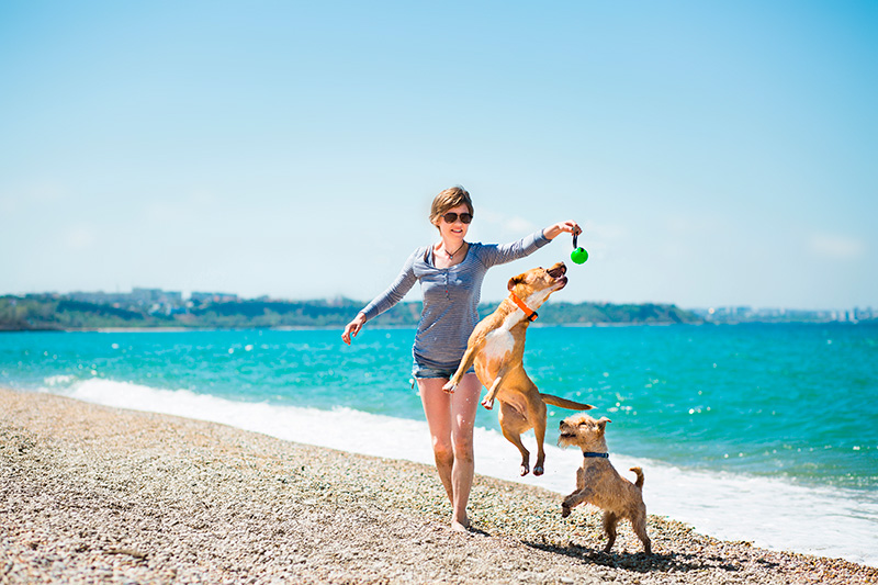 Las mejores playas que admiten perros en España