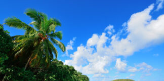 Colorful beach with coconut tree and blue sky in St John, Virgin Island.